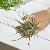 PLANCHU エアプランツ ティランジア ストリクタ ギガンティクス Mサイズ 1株 W15×H15cm前後 育て方説明書付き Tillandsia stricta ‘Giganticus’ エアープランツ チランジア