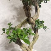 ガジュマル 観葉植物 八の字 8号鉢苗 大型 盆栽 末広がりの8の字 室内 珍しい 希少種 多幸の木 幸福をもたらす精霊が住むガジュマルの木 おしゃれなインテリア 結婚祝い 新築祝い 開店祝い 開業祝い 誕生日 母の日 父の日 記念日 プレゼントギフト 肥料別売り 敬老の日