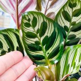 PLANCHU 観葉植物 カラテア マコヤナ 5号樹脂鉢 ホワイト サスティー付き 受け皿付き 育て方説明書付き Calathea makoyana 五色矢羽根芭蕉 ゴシキヤバネバショウ