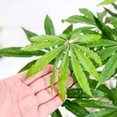PLANCHU 観葉植物 アンスリウム ポリスキスツム 4号鉢 受け皿付き 育て方説明書付き Anthurium polyschistum アンスリューム アロイド 原種系