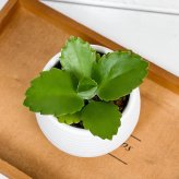 PLANCHU 多肉植物 カランコエ 子宝弁慶草 3号丸鉢 受け皿付き 育て方説明書付き Kalanchoe daigremontiana コダカラベンケイソウ  こだからべんけいそう 観葉植物