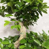 ガジュマル 観葉植物 八の字 8号鉢苗 大型 盆栽 末広がりの8の字 室内 珍しい 希少種 多幸の木 幸福をもたらす精霊が住むガジュマルの木 おしゃれなインテリア 結婚祝い 新築祝い 開店祝い 開業祝い 誕生日 母の日 父の日 記念日 プレゼントギフト 肥料別売り 敬老の日