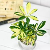 PLANCHU 観葉植物 シェフレラ アルボリコラ トリネッティ 3.5号鉢 受け皿付き 育て方説明書付き Schefflera arboricola ‘Trinette’ ホンコンカポック 斑入り