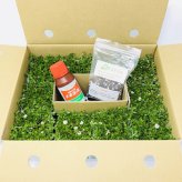 クラピア K5 薄桃品種 10株 すくすくセット 植栽マニュアル付き 苗10ポット 肥料活力剤2種付き イワダレソウ改良種 グランドカバー 植物 プランツ 薄ピンクの花 庭 屋上 緑化 K7と同程度の耐寒性 多年草 地被植物 ほふく性 下草 背が低い 宿根草