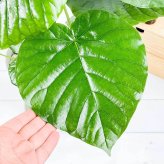 PLANCHU 観葉植物 フィカス ウンベラータ 6号鉢 受け皿付き 育て方説明書付き Ficus umbellata ゴムノキ