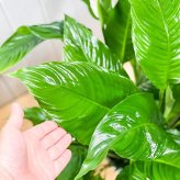 PLANCHU 観葉植物 スパティフィラム 8号鉢 受け皿付き 育て方説明書付き Spathiphyllum hybrids アロイド 大株 充実株