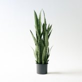 観葉植物 造花 サンスベリア・ゼラニカ BROWN 全高約97cm フェイクグリーン 高級 本物そっくり リアル おしゃれ 多肉植物 インテリア 人工観葉植物 アーティフィシャルグリーン モダン スタイリッシュ オフィス 店舗 開店祝い 室内 リビング 玄関 寝室 風水 サンセベリア