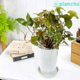 PLANCHU 観葉植物 シンゴニウム マリア 6号鉢 受け皿付き 育て方説明書付き Syngonium podophyllum ‘Maria’ アロイド