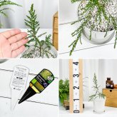 PLANCHU 観葉植物 レプトスペルマム モスキートブロッカー 4号鉢 受け皿付き 育て方説明書付き PVP Leptospermum liversidgei オージープランツ 虫除け植物