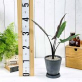 PLANCHU 観葉植物 アロカシア ラウテルバキアナ 4号樹脂鉢 ダークグレー サスティー付き 受け皿付き 育て方説明書付き Alocasia lauterbachiana アロイド