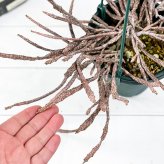 PLANCHU 多肉植物 ユーフォルビア プラティクラダ 5号吊り鉢 育て方説明書付き Euphorbia platyclada ゾンビプランツ