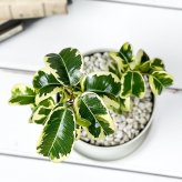 PLANCHU 観葉植物 フィカス ベンジャミン シタシオン 斑入り 3.5号鉢 受け皿付き 育て方説明書付き Ficus benjamina ‘Sitasion’ 幸運を呼ぶ木 ゴムノキ