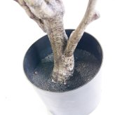 観葉植物 造花 フィカス エラスティカ BROWN 全高約195cm 大型 株立ち フェイクグリーン 高級 本物そっくり リアル おしゃれ インテリア 人工観葉植物 アーティフィシャルグリーン オフィス 店舗 ホテル 開店祝い 室内 リビング 玄関 風水 ゴムの木 インドゴムノキ