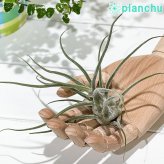 PLANCHU エアプランツ ティランジア プルイノーサ コロンビアフォーム 1株 W15×H15cm前後 育て方説明書付き Tillandsia pruinosa Colombia Form エアープランツ チランジア