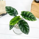 PLANCHU 観葉植物 アロカシア シヌアータ 4号鉢 受け皿付き 育て方説明書付き Alocasia sinuata アロイド ブルラータ