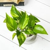 PLANCHU 観葉植物 ポトス ゴールデン 3.5号鉢 受け皿付き 育て方説明書付き Epipremnum aureum エピプレムナム アロイド