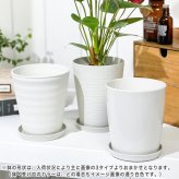 PLANCHU 観葉植物 アンスリウム ジゾウ 4号鉢 受け皿付き 育て方説明書付き Anthurium andraeanum ‘Zizou’ ジゾー アンスリューム アロイド 鉢花 パープル系