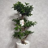 ガジュマル 観葉植物 八の字 8号鉢苗 大型 盆栽 末広がりの8の字 室内 珍しい 希少種 多幸の木 幸福をもたらす精霊が住むガジュマルの木 おしゃれなインテリア 結婚祝い 新築祝い 開店祝い 開業祝い 誕生日 母の日 父の日 記念日 プレゼントギフト 肥料別売り 敬老の日