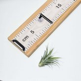 PLANCHU メール便発送 エアプランツ ティランジア イオナンタ 白花 Sサイズ 1株 W3×H3cm前後 育て方説明書付き Tillandsia ionantha ‘White Flower’ エアープランツ チランジア