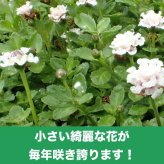 【肥料プレゼント中】 クラピア K5 薄桃品種 9cmポット苗  40鉢セット 植栽マニュアル付き イワダレソウ改良種 グランドカバー 植物 プランツ 薄ピンクの花 庭 屋上 緑化 K7と同程度の耐寒性 多年草 地被植物 ほふく性 下草 背が低い 宿根草 diy ガーデニング