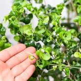 PLANCHU 観葉植物 フィカス ベンジャミン バロック 8号鉢 受け皿付き 育て方説明書付き PVP Ficus benjamina ‘Barok’ 幸運を呼ぶ木 ゴムノキ