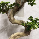 現品 ガジュマル 観葉植物 曲がり 8号鉢苗 大型 盆栽 登り樹 昇り竜 室内 珍しい 希少種 多幸の木 幸福をもたらす精霊が住むガジュマルの木 おしゃれなインテリア 結婚祝い 新築祝い 開店祝い 開業祝い 誕生日 母の日 父の日 記念日 プレゼントギフト 肥料別売り 敬老の日