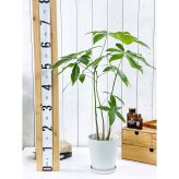 PLANCHU 観葉植物 パキラ ストレート 実生株 5号鉢 受け皿付き 育て方説明書付き Pachira glabra 発財樹