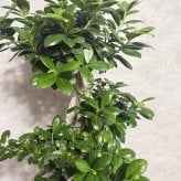 ガジュマル 観葉植物 八の字 8号鉢苗 大型 盆栽 末広がりの8の字 室内 珍しい 希少種 多幸の木 幸福をもたらす精霊が住むガジュマルの木 おしゃれなインテリア 結婚祝い 新築祝い 開店祝い 開業祝い 誕生日 母の日 父の日 記念日 プレゼントギフト 肥料別売り 敬老の日