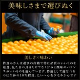 みかん 2.5kg 贈答用 秀品 特選 送料無料 和歌山 M L 伊藤農園 大玉 中玉 手詰め 有田みかん 温州みかん 果物 出産内祝い 贈答 ギフト 誕生日 結婚祝い 出産祝い 内祝い ギフト