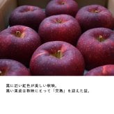 【予約】長野県産りんご 秋映 訳あり ご自宅用 果物 フルーツ お取り寄せ 産地直送 【送料無料(一部地域除く)】