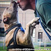 犬用ハーネス コンフォートフレックス スポーツハーネス ブラック （ 中型犬 大型犬 超大型犬用 ） 【 送料無料 】 S SM M ML L XL XXLサイズ 胴輪