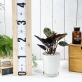 PLANCHU 観葉植物 カラテア サンデリアーナ 4号鉢 受け皿付き 育て方説明書付き Calathea ornata ‘Sabderiana’