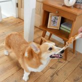 DADWAYPET ダッドウェイペット FAD ファッド レザー＆コットン・トイ ストレッチリング 犬用おもちゃ