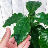 PLANCHU 観葉植物 コーヒーノキ アラビカ 6号鉢 受け皿付き 育て方説明書付き Coffea arabica コーヒーの木 珈琲の木 アラビカコーヒー