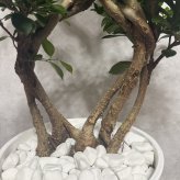 ガジュマル 観葉植物 八の字 8号鉢苗 大型 盆栽 末広がりの8の字 室内 珍しい 希少種 多幸の木 幸福をもたらす精霊が住むガジュマルの木 おしゃれなインテリア 結婚祝い 新築祝い 開店祝い 開業祝い 誕生日 母の日 父の日 記念日 プレゼントギフト 肥料別売り 敬老の日