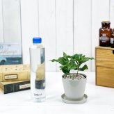 PLANCHU 観葉植物 コーヒーノキ アラビカ 3.5号鉢 受け皿付き 育て方説明書付き Coffea arabica コーヒーの木 珈琲の木 アラビカコーヒー