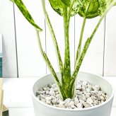 PLANCHU 観葉植物 アグラオネマ プセウドブラクテアツム 5号鉢 受け皿付き 育て方説明書付き Aglaonema ‘Pseudo-bracteatum’ 幸せを招くタイの宝石 アロイド
