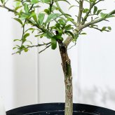 PLANCHU 亜熱帯果樹 シトラス フィンガーライム グリーンアリストンビル 6号スリット鉢 受け皿付き Citrus australasica cv. フルーツキャビア 柑橘苗