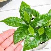 PLANCHU 観葉植物 コーヒーノキ アラビカ 3.5号鉢 受け皿付き 育て方説明書付き Coffea arabica コーヒーの木 珈琲の木 アラビカコーヒー