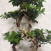 ガジュマル 観葉植物 八の字 8号鉢苗 大型 盆栽 末広がりの8の字 室内 珍しい 希少種 多幸の木 幸福をもたらす精霊が住むガジュマルの木 おしゃれなインテリア 結婚祝い 新築祝い 開店祝い 開業祝い 誕生日 母の日 父の日 記念日 プレゼントギフト 肥料別売り 敬老の日