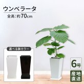 ウンベラータ 6号 角高陶器 高さ約70cm 観葉植物