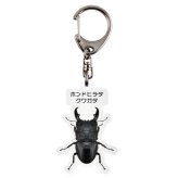 ゆうパケット発送 名入れ文字入れOK 昆虫キーホルダー ホンドヒラタクワガタ 名入れ お酒 ギフト プレゼント 誕生日 結婚祝い 結婚記念日 出産祝い 還暦祝い 男性 女性 父の日 敬老の日 ＊他の商品はこちら→