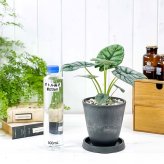 PLANCHU 観葉植物 アロカシア シルバードラゴン 4号樹脂鉢 ダークグレー サスティー付き 受け皿付き 育て方説明書付き Alocasia ‘Silver Dragon’ アロイド
