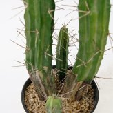 観葉植物 造花 柱サボテン BROWN 全高約118cm 中型 フェイクグリーン 本物そっくり おしゃれ インテリア 人工観葉植物 アーティフィシャルグリーン オフィス 店舗 ホテル 開店祝い 室内 サボテン カクタス フェイク
