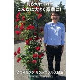クライミング サンパラソル 大輪系 2色×各1株セット 肥料付き レッド・ホワイト 赤白 3.5号ポット苗 つる性マンデビラ サントリーフラワーズ 夏の花 ガーデニング 鉢植え フェンス アーチ向き