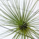 PLANCHU エアプランツ ティランジア フィリフォリア Lサイズ 1株 W25×H16cm前後 育て方説明書付き Tillandsia filifolia エアープランツ チランジア