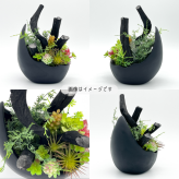 【送料無料】サウススカイ 紀州備長炭 三日月 インテリア おしゃれ 和風 和室 和モダン 玄関 トイレ 置物 飾り 消臭 脱臭 除湿 風水 上品 センスいい かっこいい 可愛い 優雅 華やか 多肉植物 飲食店 旅館 オフィス 応接室 新築祝 開店祝 誕生日 プレゼント ギフト 人気