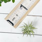 PLANCHU エアプランツ ティランジア イオナンタ バンハイニンギー Lサイズ 1株 W6×H6cm前後 育て方説明書付き Tillandsia ionantha var. vanhyningii エアープランツ チランジア