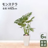 モンステラ 6号 角陶器 高さ約65cm 観葉植物