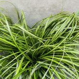カレックス 5品種セット 寄せ植え用 15cmポット苗 株 下草 常緑 多年草 グランドカバー カラーリーフ 庭 花壇 鉢植え 高耐寒性